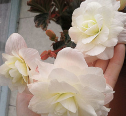 Бегония (иллюминейшн) - Вайт