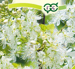 Черемуха Маака Дальневосточная принцесса