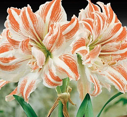 Амариллис (махровый) - Дансинг Квин (Люкс)