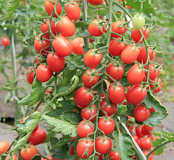 Томат Монисто розовое