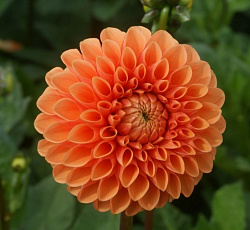 Георгина (шаровидная) - Сильвия