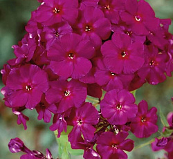 Флокс (метельчатый) - Далила