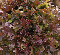 Салат Рубин (листовой)