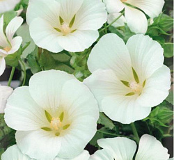 Малопа Беляна