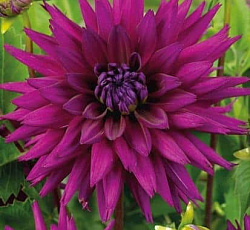 Георгина (бахромчатая) - Амбишн