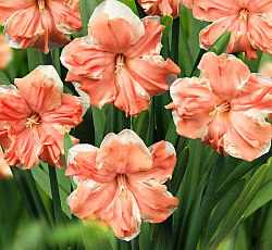 Нарцисс (С расщепленной коронкой) - Эприкот Вэл (Люкс)