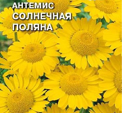 Антемис Солнечная поляна