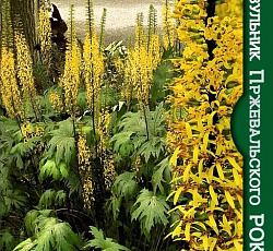 Бузульник Пржевальского Рокет