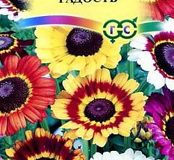 Хризантема Радость