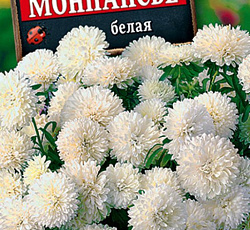 Астра Монпансье белая