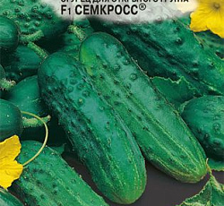 Огурец Семкросс F1