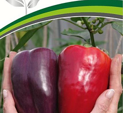 Перец сладкий Текила F1