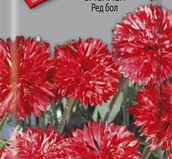 Василек Ред бол (махровый)