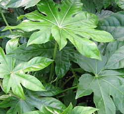 Фатсия Японская (аралия)