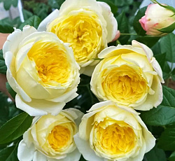 Роза (плетистая) - Амнести Интернешнл