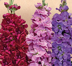 Маттиола Галерея Матисс