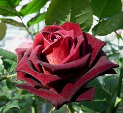 Роза (чайно-гибридная) - Черная магия