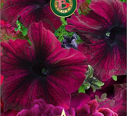 Петуния крупноцветковая Пентальфа F1 Бургунди