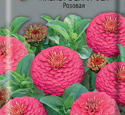 Цинния низкорослая Фея Розовая