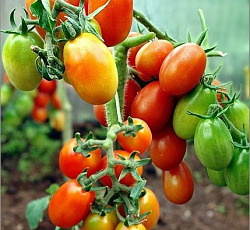 Томат Леденец