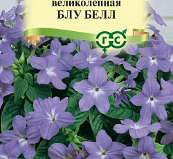 Броваллия великолепная Блу Белл