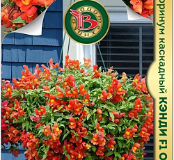 Антирринум каскадный Кэнди F1 Оранж