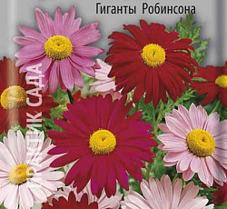Пиретрум Красный Гиганты Робинсона
