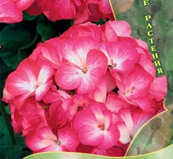 Пеларгония зональная Люстра Биколор