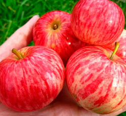 Яблоня - Коричное полосатое