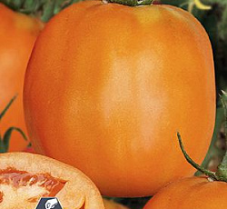 Томат Медовый эль