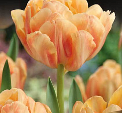 Тюльпан (Махровый ранний) - Фокси Фокстрот