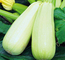 Кабачок Арал F1