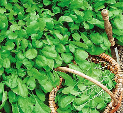 Кресс-салат Пучковый