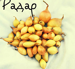 Лук-севок Радар F1