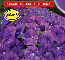Петуния Мамбо лазурный берег F1 (многоцветковая)