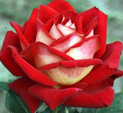 Роза (чайно-гибридная) - Люксор