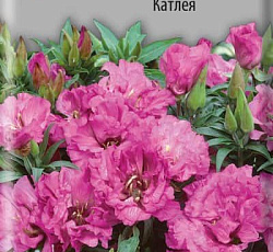 Годеция крупноцветковая Катлея