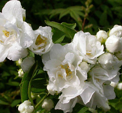 Жасмин (садовый) - Букет Бланк