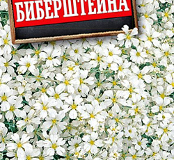 Ясколка Биберштейна