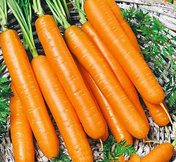 Морковь Самсон