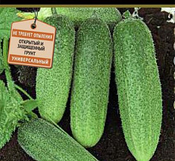 Огурец Драгун F1