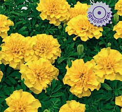 Бархатцы отклоненные Пронто Еллоу