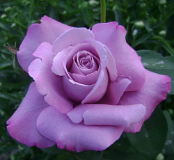 Роза (чайно-гибридная) - Майнзер Фастнахт