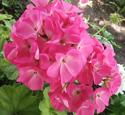 Пеларгония зональная Павла F1