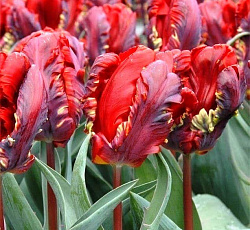 Тюльпан (Попугайный) - Рэй