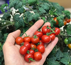 Томат Красная шапочка