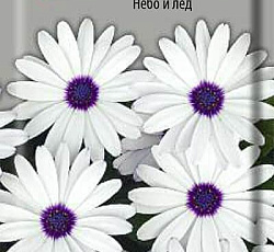 Остеоспермум Небо и лед