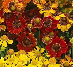 Гелениум осенний Санрайз