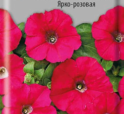 Петуния минифлора Магнит Ярко-розовая