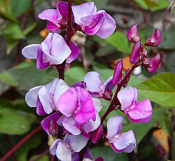 Гиацинтовые бобы